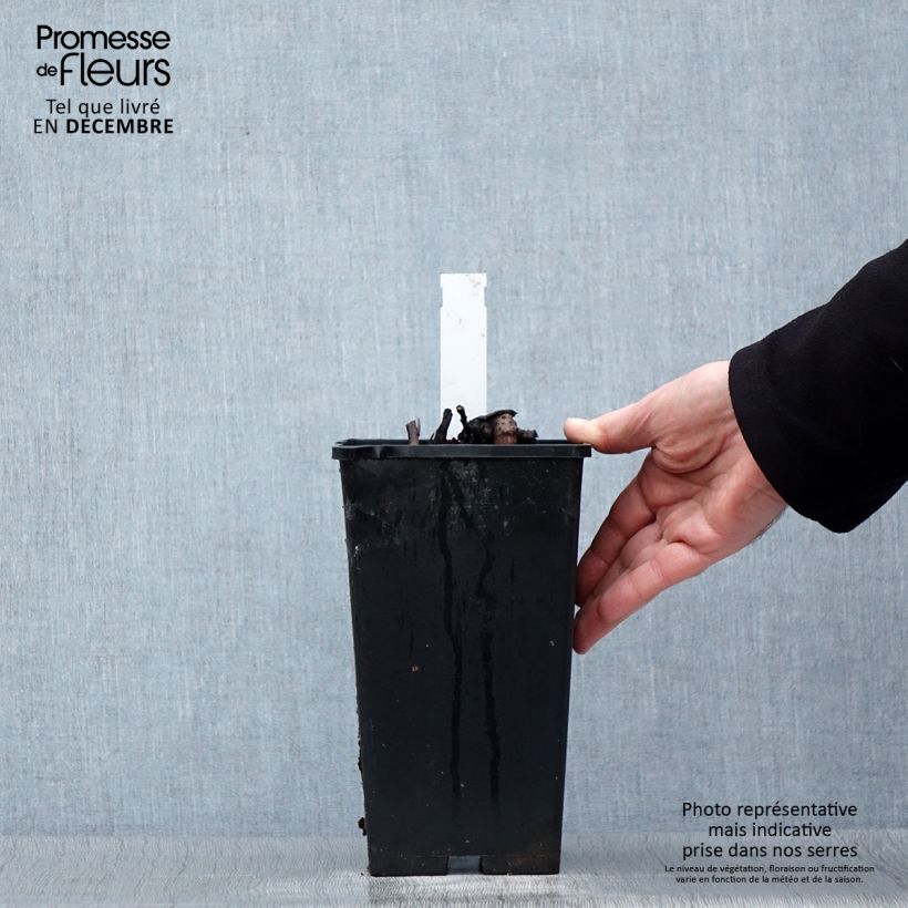 Exemplaar van Pivoine lactiflora Big Ben Pot de 3L/4L zoals geleverd in de winter