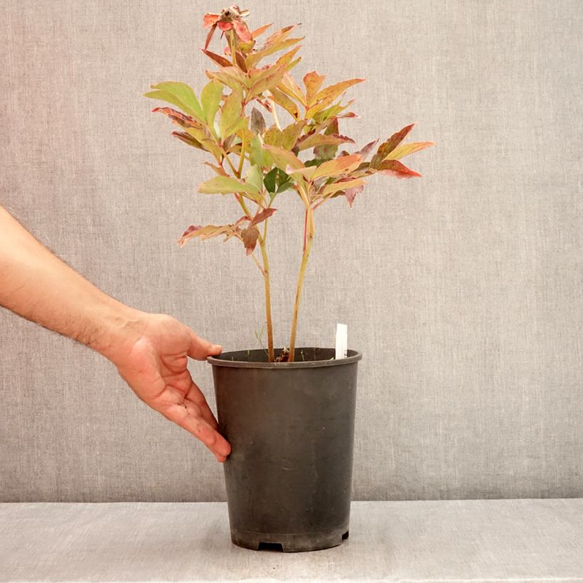 Exemplaar van Paeonia lactiflora Boule de Neige - Pioenroos Pot van 3 l/4 l zoals geleverd in de zomer