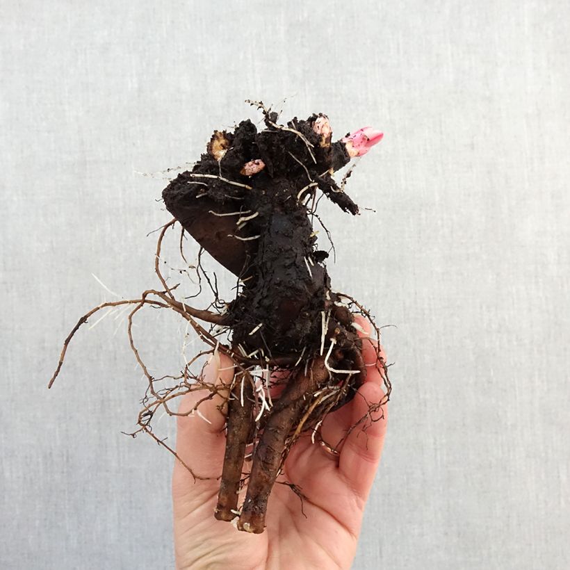 Exemplaar van Paeonia lactiflora Boule de Neige - Pioenroos Stam 3/5 ogen zoals geleverd in de winter