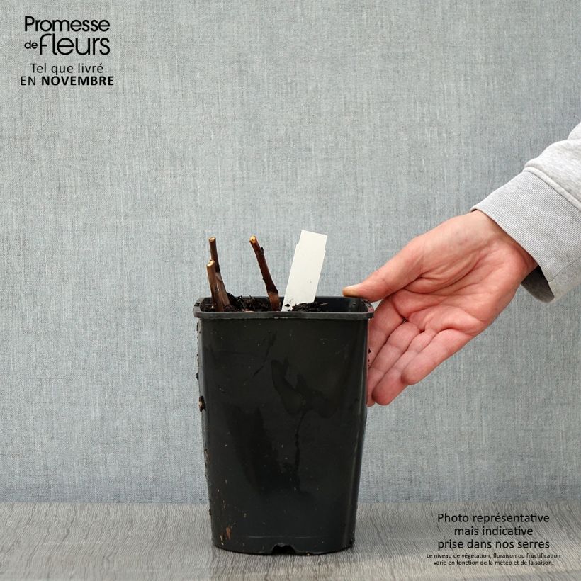 Exemplaar van Pivoine lactiflora Bouquet Perfect Pot de 3L/4L zoals geleverd in de herfst