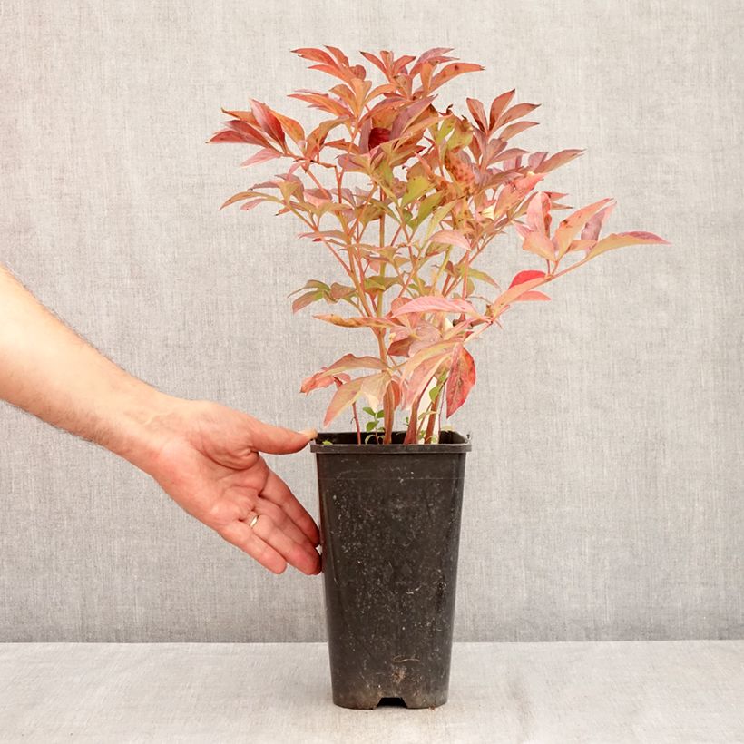 Exemplaar van Paeonia lactiflora Bouquet Perfect - Pioenroos Pot van 3 l/4 l zoals geleverd in de zomer