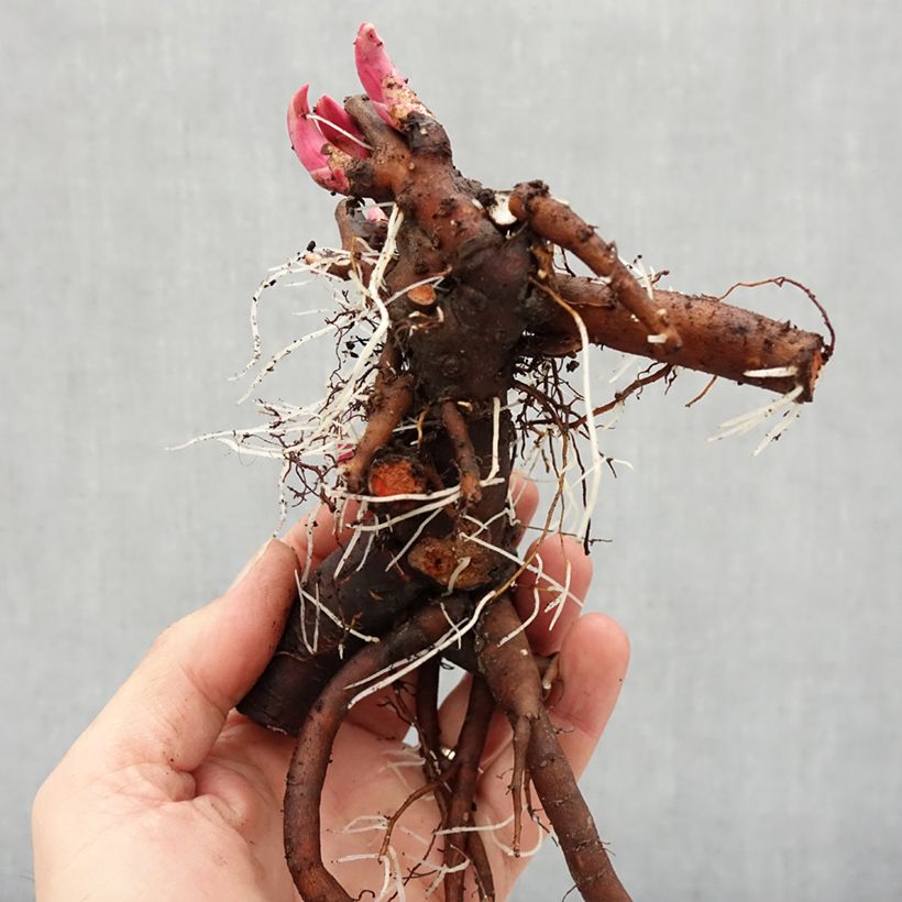 Exemplaar van Paeonia lactiflora Bouquet Perfect - Pioenroos Stam 3/5 ogen zoals geleverd in de winter