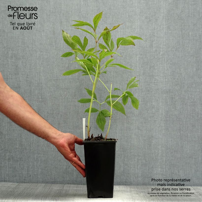 Exemplaar van Paeonia lactiflora Bowl of Beauty - Pioenroos Pot van 3 l/4 l zoals geleverd in de zomer