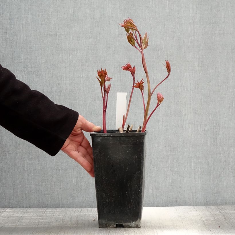 Exemplaar van Paeonia lactiflora Bowl of Beauty - Pioenroos Pot van 3 l/4 l zoals geleverd in de lente