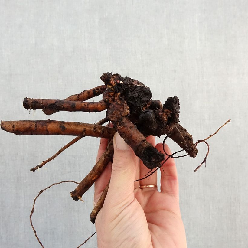 Exemplaar van Paeonia lactiflora Bowl of Beauty - Pioenroos Stam 3/5 ogen zoals geleverd in de winter