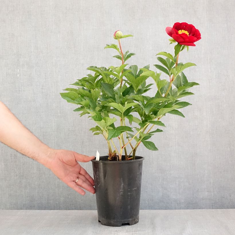Exemplaar van Paeonia lactiflora Buckeye Belle - Pioenroos Pot van 3 l/4 l zoals geleverd in de zomer
