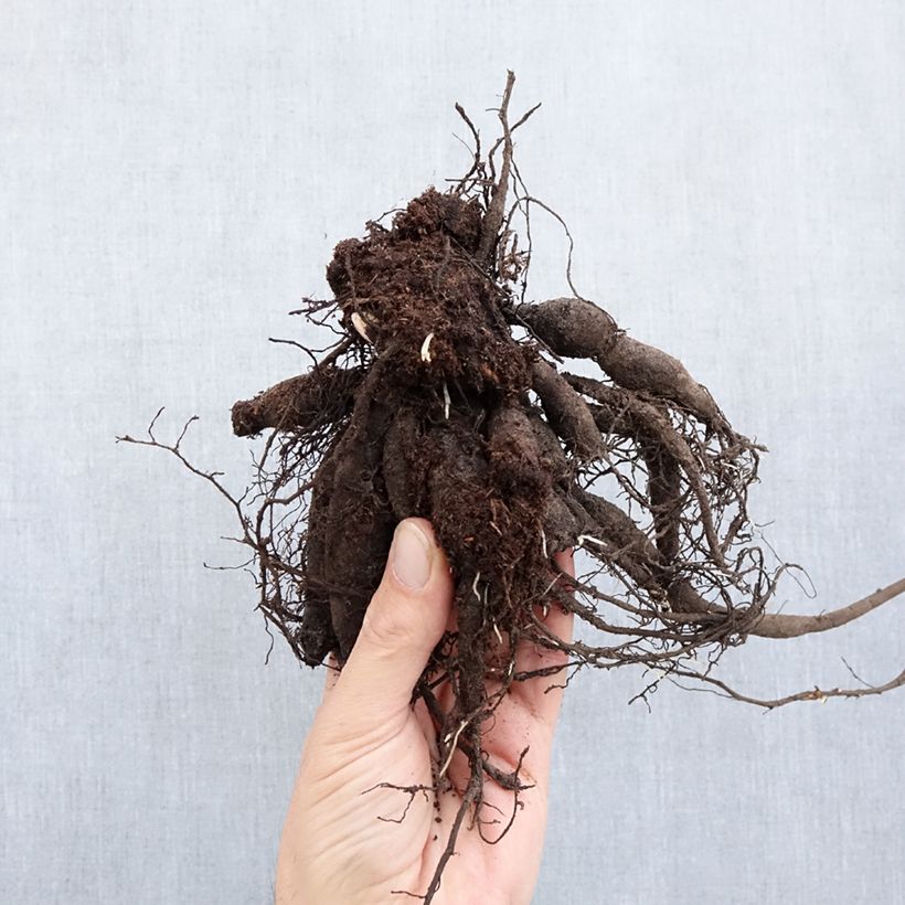 Exemplaar van Paeonia lactiflora Buckeye Belle - Pioenroos Stam 3/5 ogen zoals geleverd in de winter