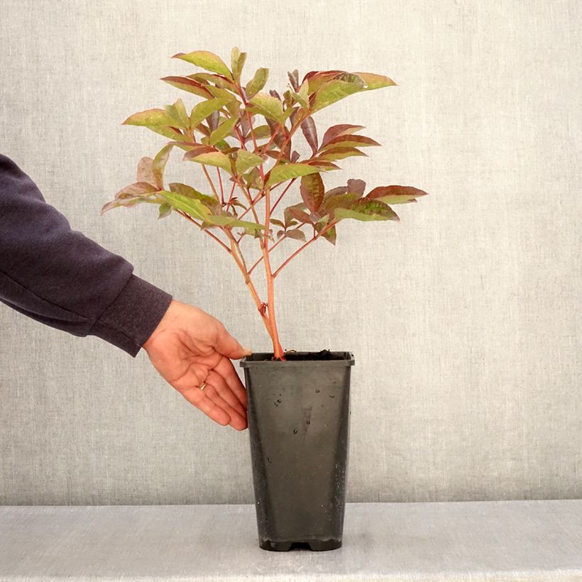 Exemplaar van Paeonia lactiflora Carl G. Klehm - Pioenroos Pot van 4 l/5 l zoals geleverd in de lente