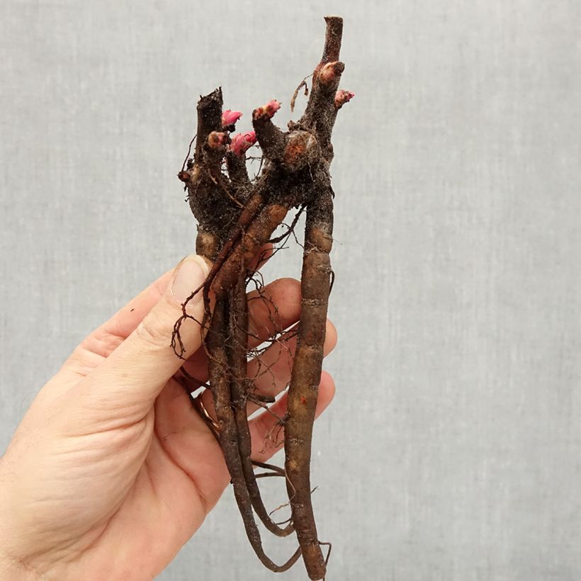 Exemplaar van Paeonia lactiflora Carl G. Klehm - Pioenroos Stam 3/5 ogen zoals geleverd in de winter