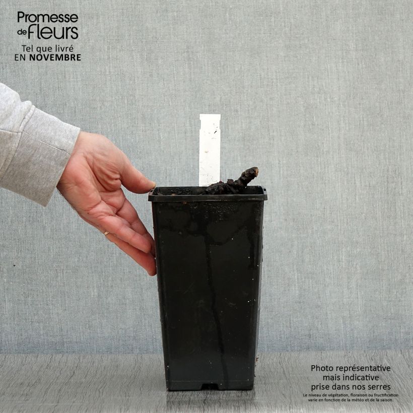 Exemplaar van Paeonia lactiflora Cheddar Cheese - Pioenroos Pot van 3 l/4 l zoals geleverd in de herfst