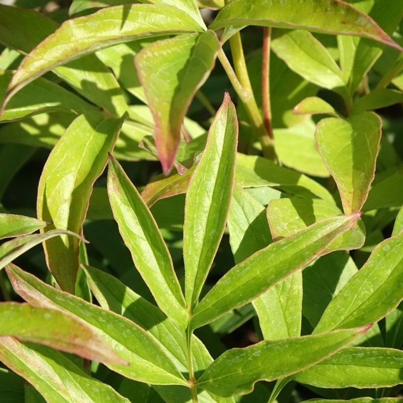 Paeonia lactiflora Chiffon Parfait - Pioenroos (Blad)