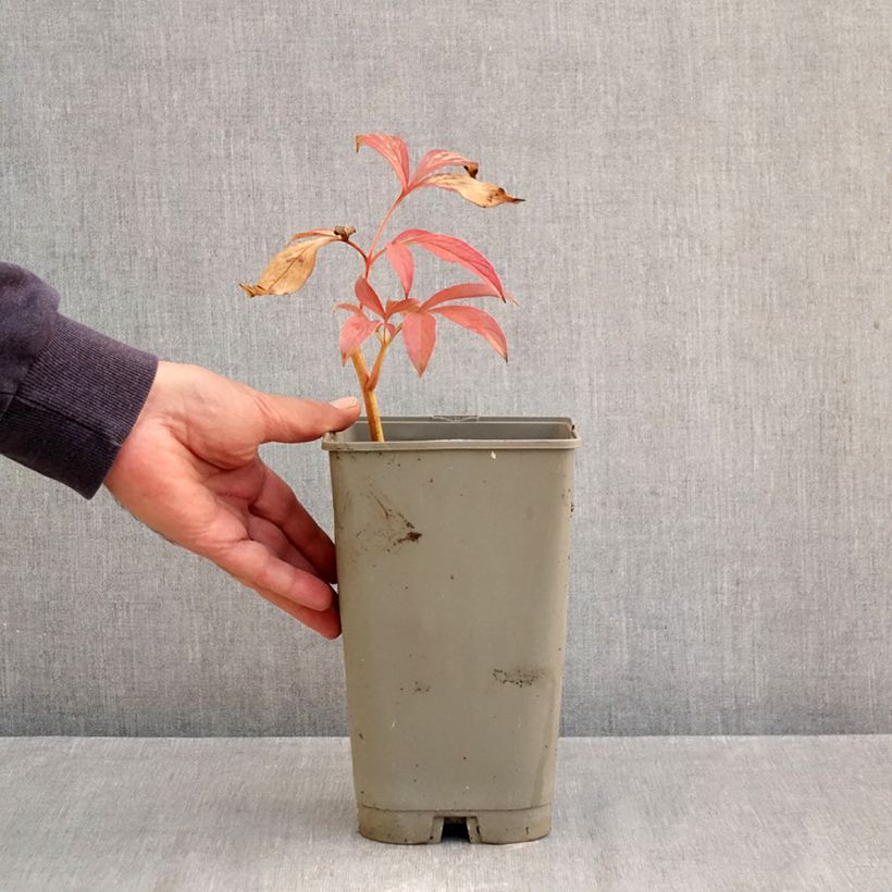 Exemplaar van Paeonia lactiflora Chiffon Parfait - Pioenroos Pot van 3 l/4 l zoals geleverd in de herfst