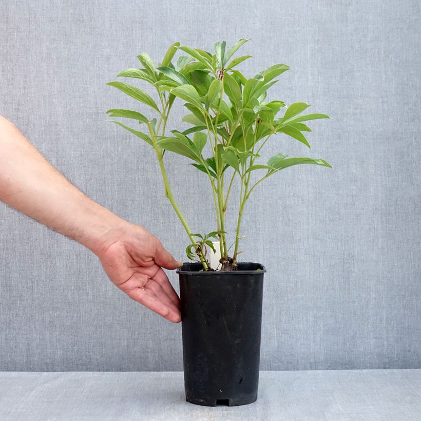 Exemplaar van Paeonia lactiflora Chiffon Parfait - Pioenroos Pot van 3 l/4 l zoals geleverd in de lente