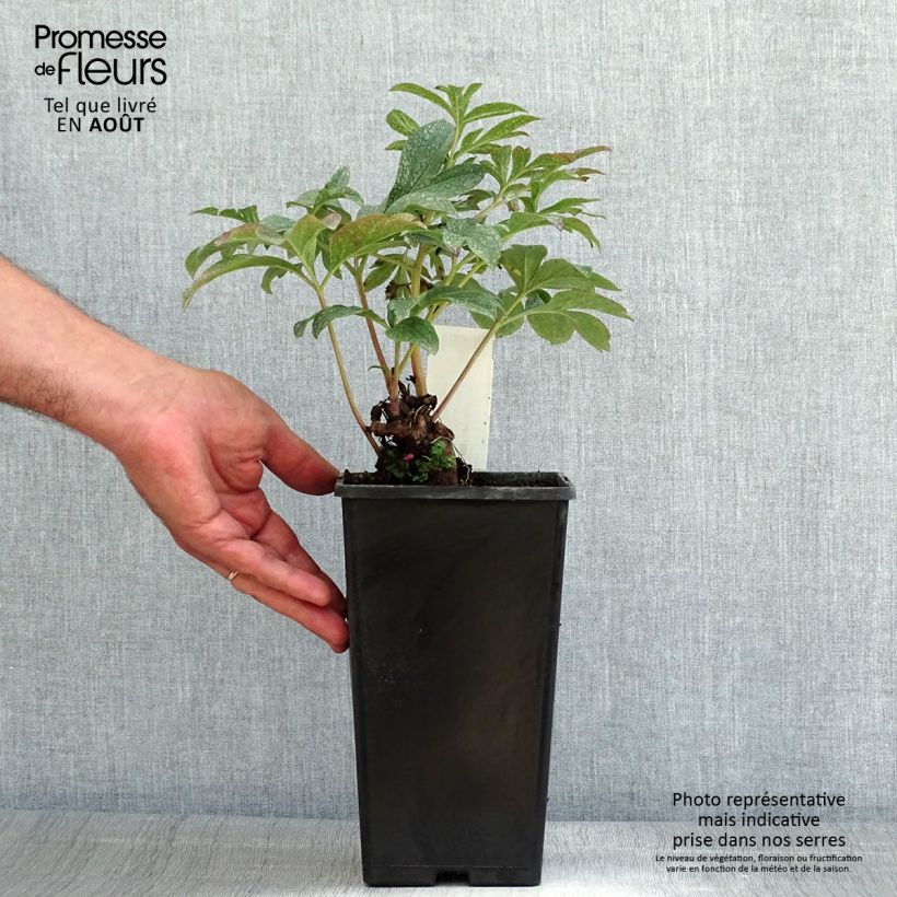 Exemplaar van Paeonia lactiflora Coral Charm - Pioenroos Pot van 3 l/4 l zoals geleverd in de zomer