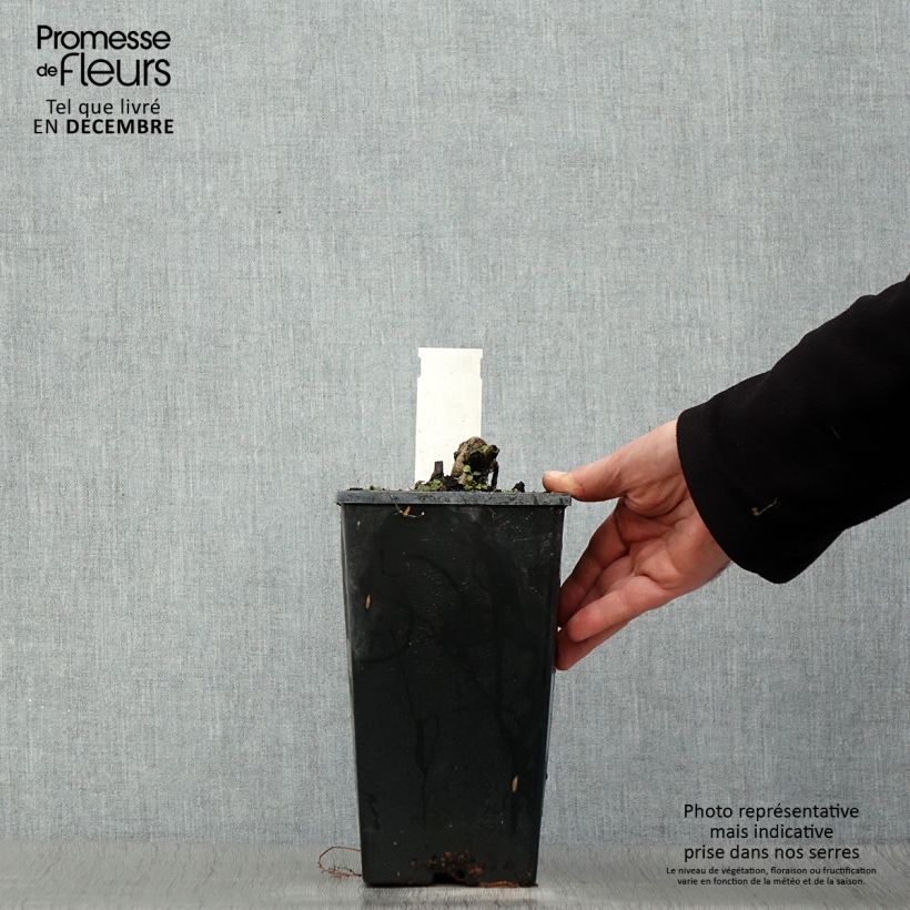 Exemplaar van Pivoine lactiflora Coral Charm Pot de 3L/4L zoals geleverd in de winter