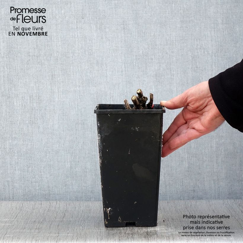 Exemplaar van Pivoine lactiflora Coral Magic Pot de 3L/4L zoals geleverd in de herfst