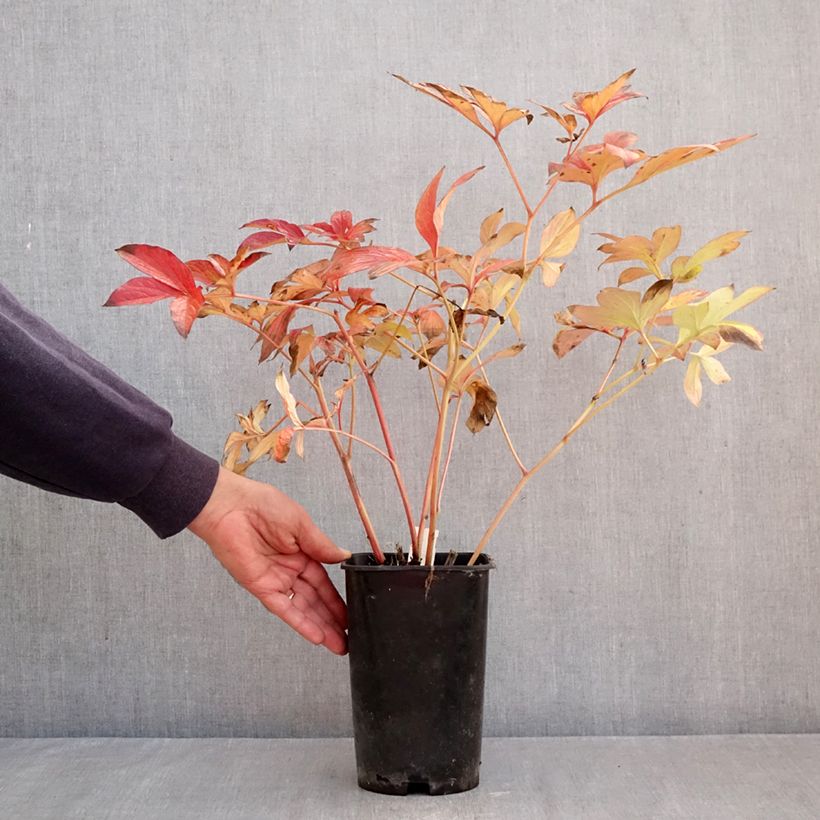 Exemplaar van Paeonia lactiflora Corinne Wersan - Pioenroos Pot van 4 l/5 l zoals geleverd in de herfst