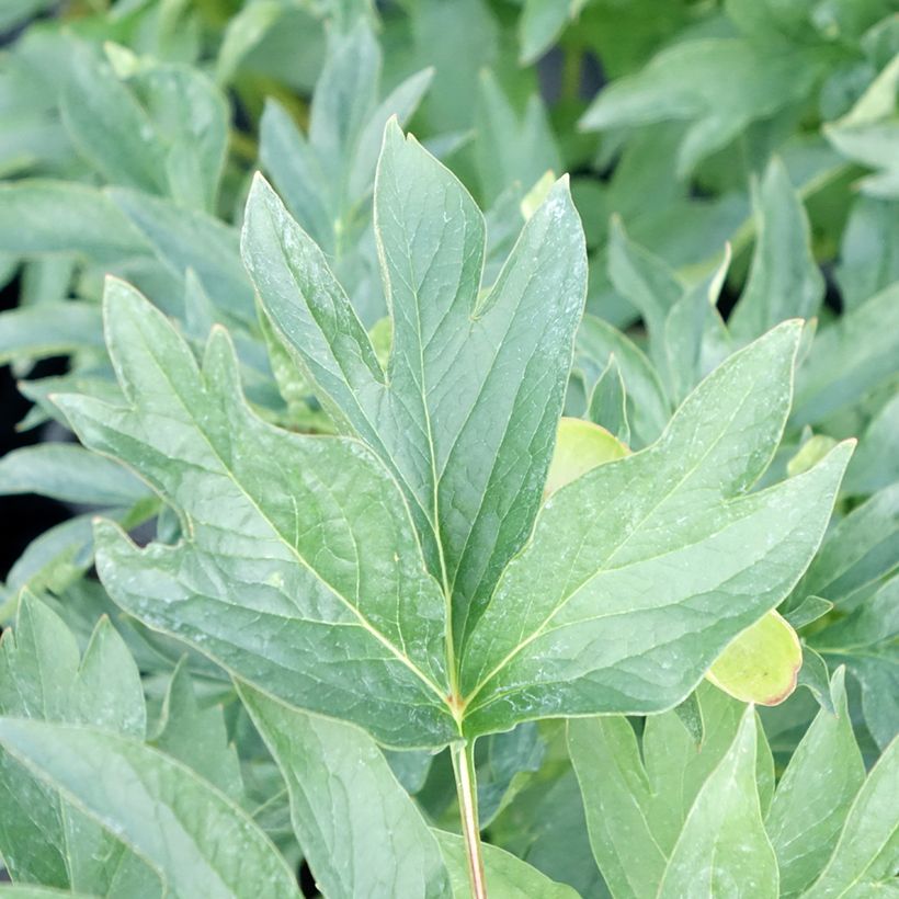 Paeonia lactiflora Cytherea - Pioenroos (Blad)