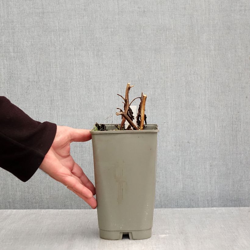 Exemplaar van Paeonia lactiflora Cytherea - Pioenroos Pot van 3 l/4 l zoals geleverd in de herfst