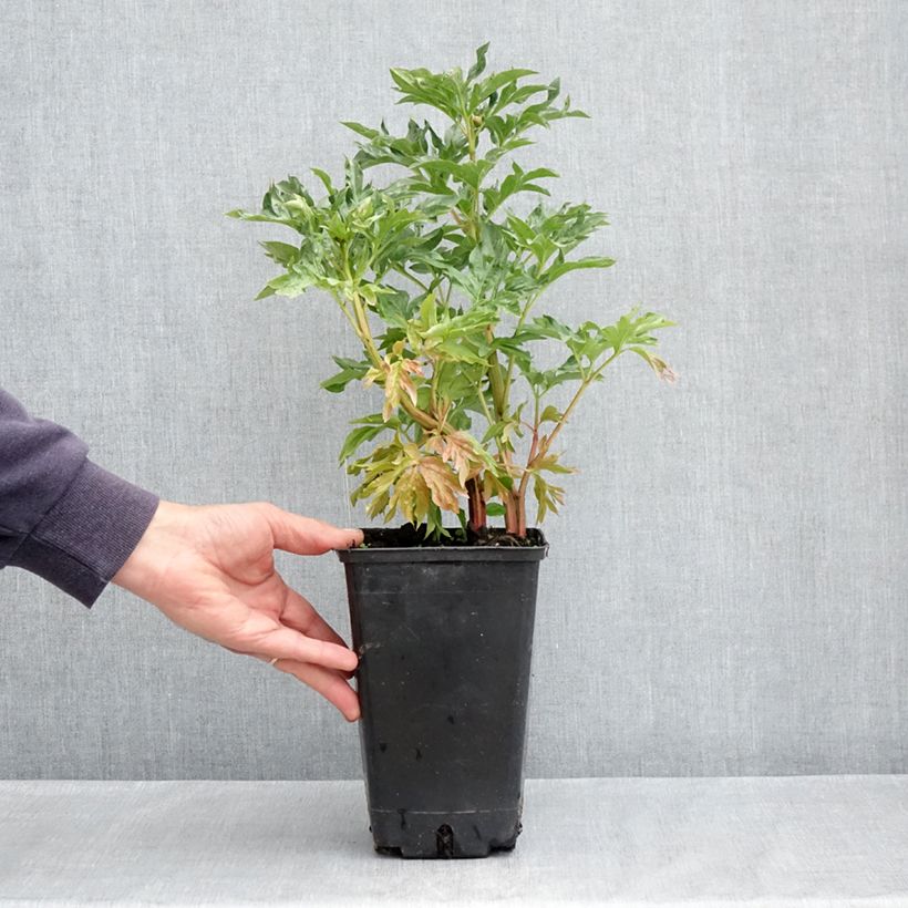 Exemplaar van Paeonia lactiflora Cytherea - Pioenroos Pot van 3 l/4 l zoals geleverd in de lente