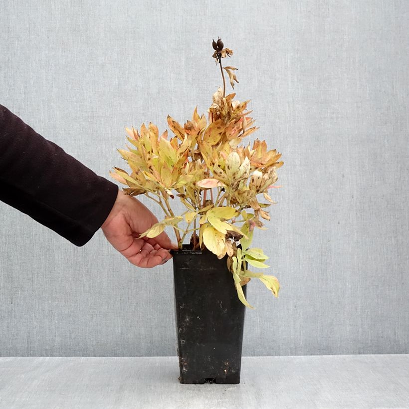 Exemplaar van Paeonia lactiflora Diana Parks - Pioenroos Pot van 3 l/4 l zoals geleverd in de herfst