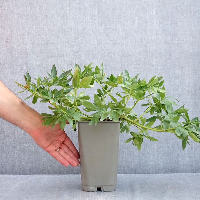 Exemplaar van Paeonia lactiflora Diana Parks - Pioenroos Pot van 3 l/4 l zoals geleverd in de lente