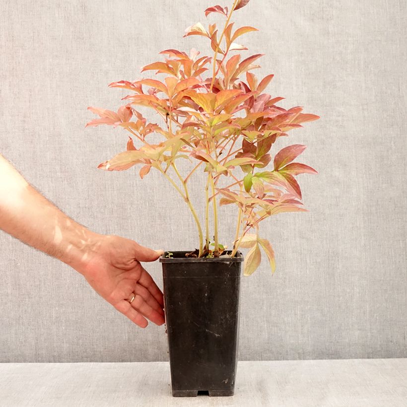 Exemplaar van Paeonia lactiflora Do Tell - Pioenroos Pot van 3 l/4 l zoals geleverd in de zomer