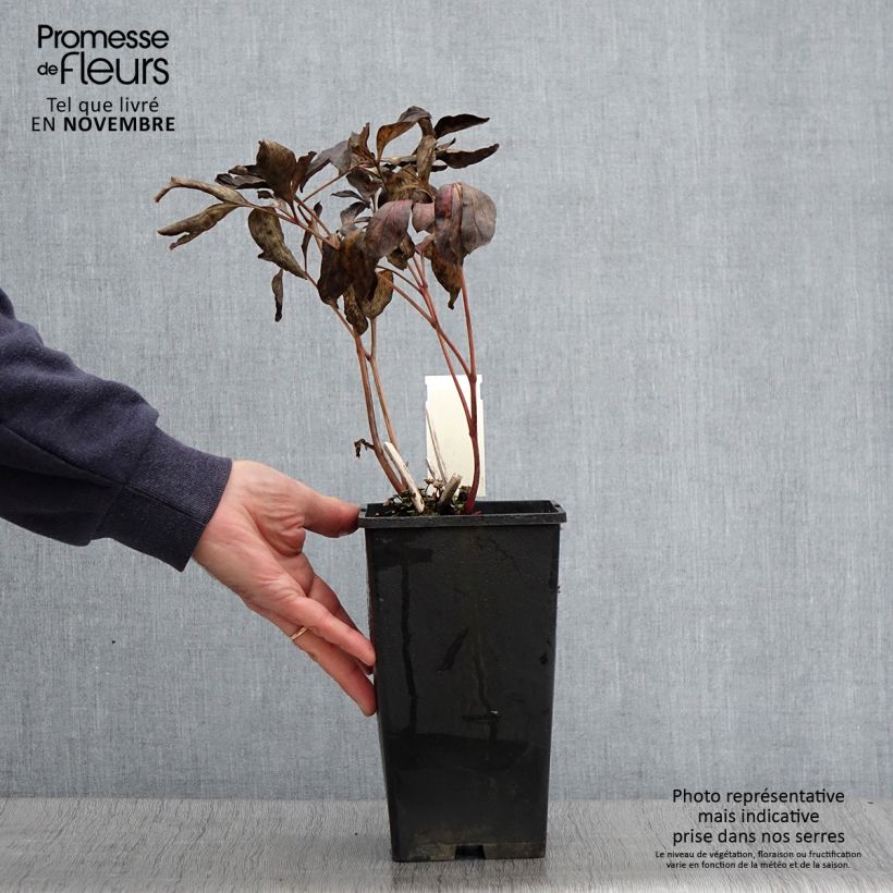 Exemplaar van Paeonia lactiflora Doreen - Pioenroos Pot van 3 l/4 l zoals geleverd in de herfst