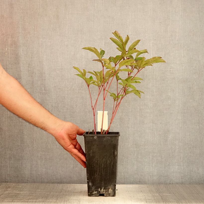 Exemplaar van Paeonia lactiflora Doreen - Pioenroos Pot van 3 l/4 l zoals geleverd in de zomer