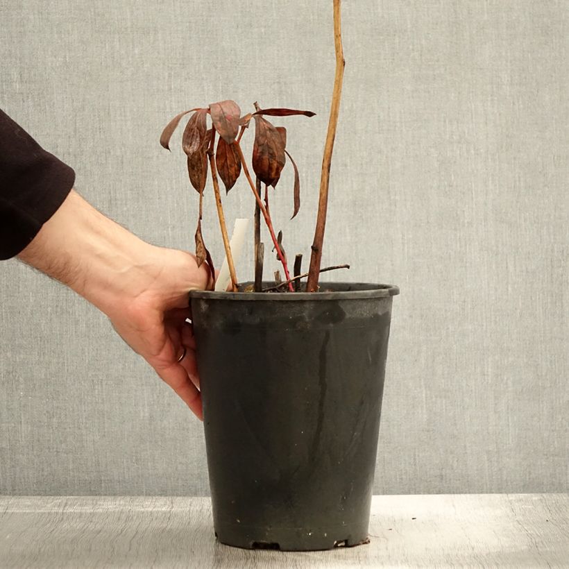 Exemplaar van Paeonia lactiflora Dr Alexander Fleming - Pioenroos Pot van 3 l/4 l zoals geleverd in de herfst