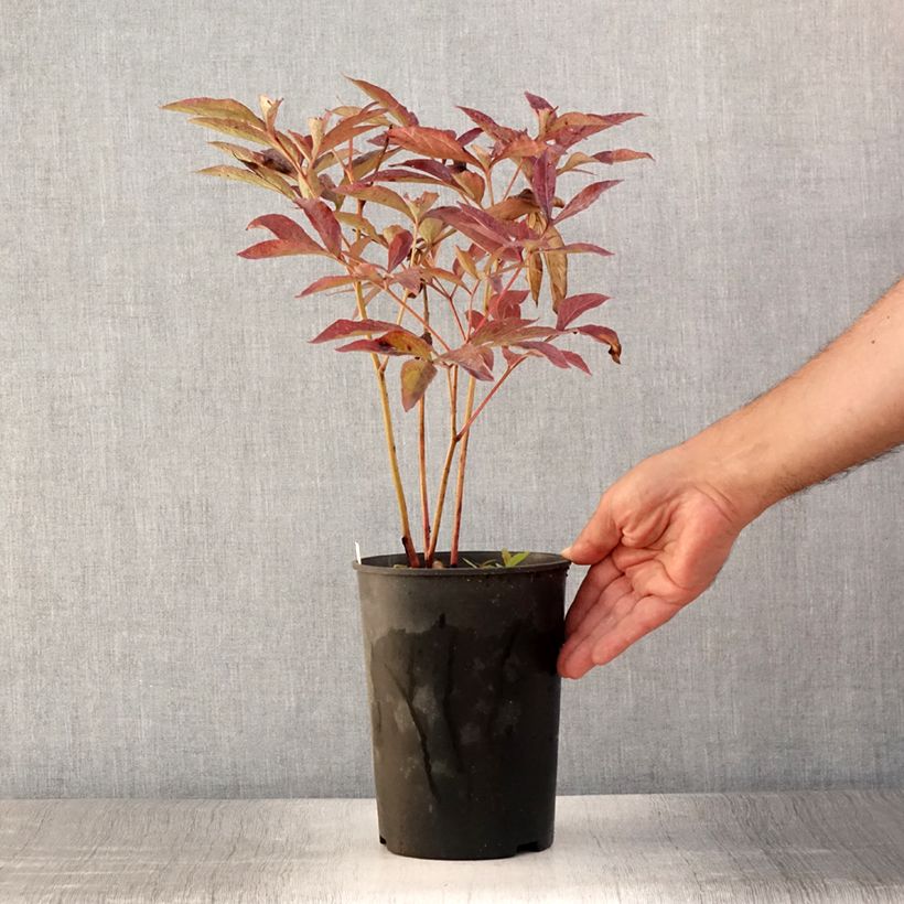 Exemplaar van Paeonia lactiflora Dr Alexander Fleming - Pioenroos Pot van 3 l/4 l zoals geleverd in de zomer