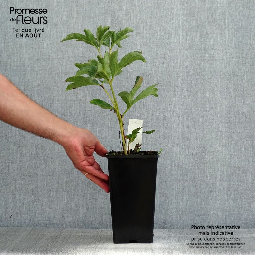 Exemplaar van Paeonia lactiflora Duchesse de Nemours - Pioenroos Pot van 3 l/4 l zoals geleverd in de zomer