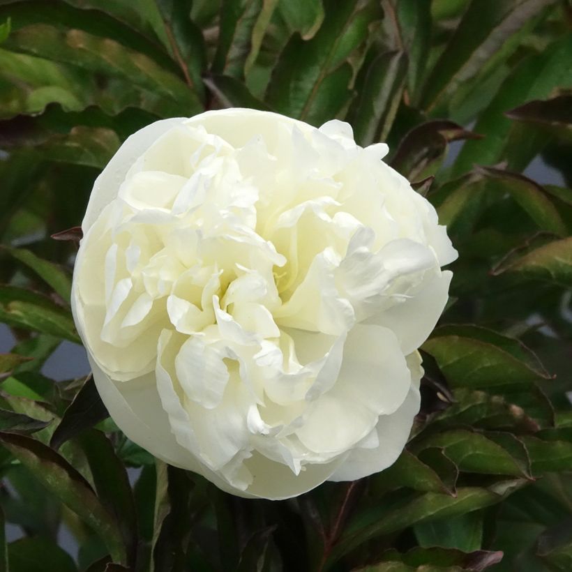 Paeonia lactiflora Duchesse de Nemours - Pioenroos (Bloei)