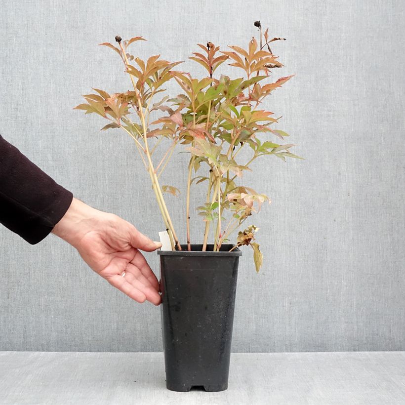 Exemplaar van Paeonia lactiflora Duchesse de Nemours - Pioenroos Pot van 3 l/4 l zoals geleverd in de herfst