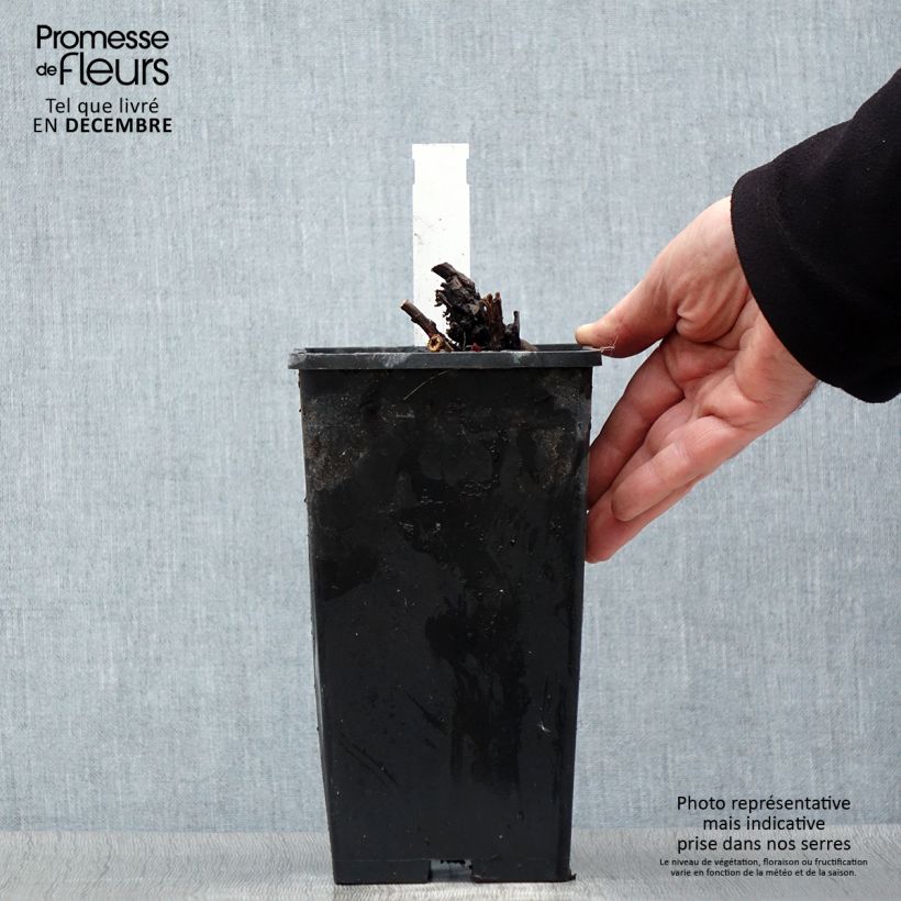 Exemplaar van Pivoine lactiflora Duchesse de Nemours Pot de 3L/4L zoals geleverd in de winter