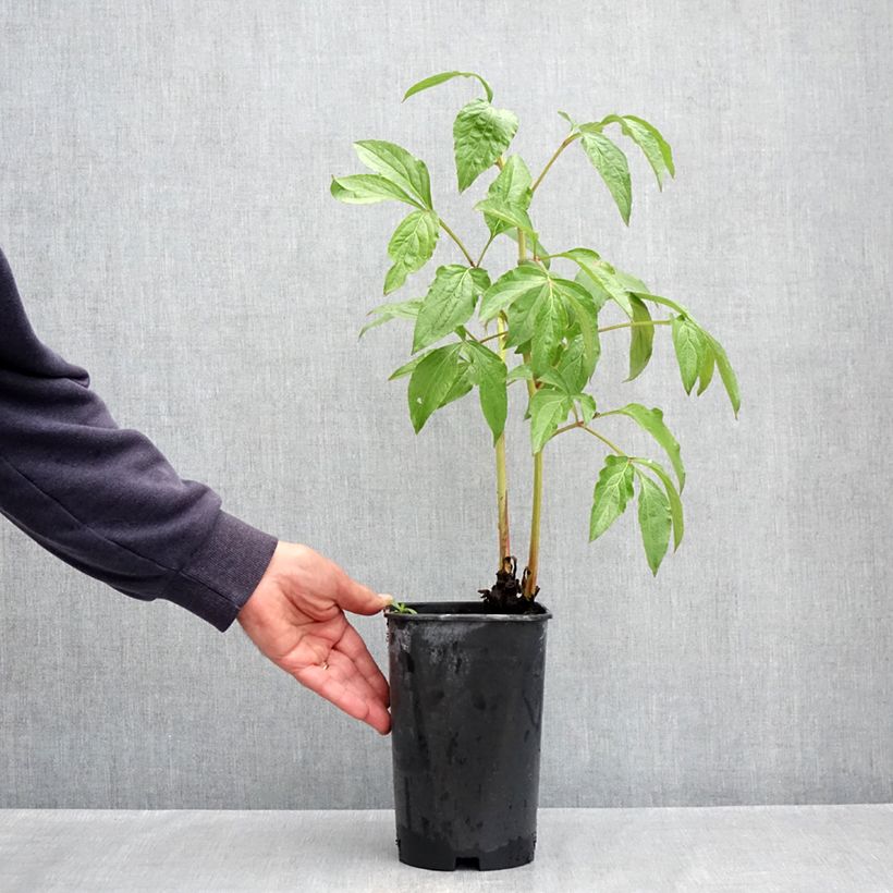 Exemplaar van Paeonia lactiflora Dynasty - Pioenroos Pot van 4 l/5 l zoals geleverd in de lente