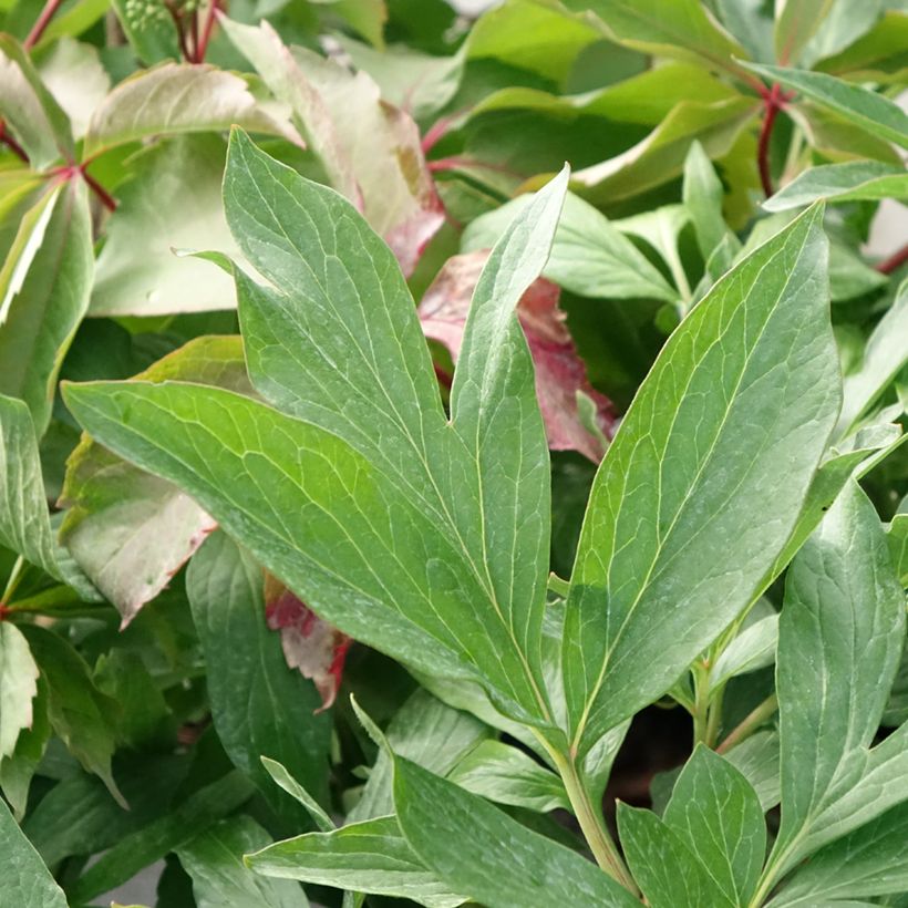 Paeonia lactiflora Early Flamingo - Pioenroos (Blad)