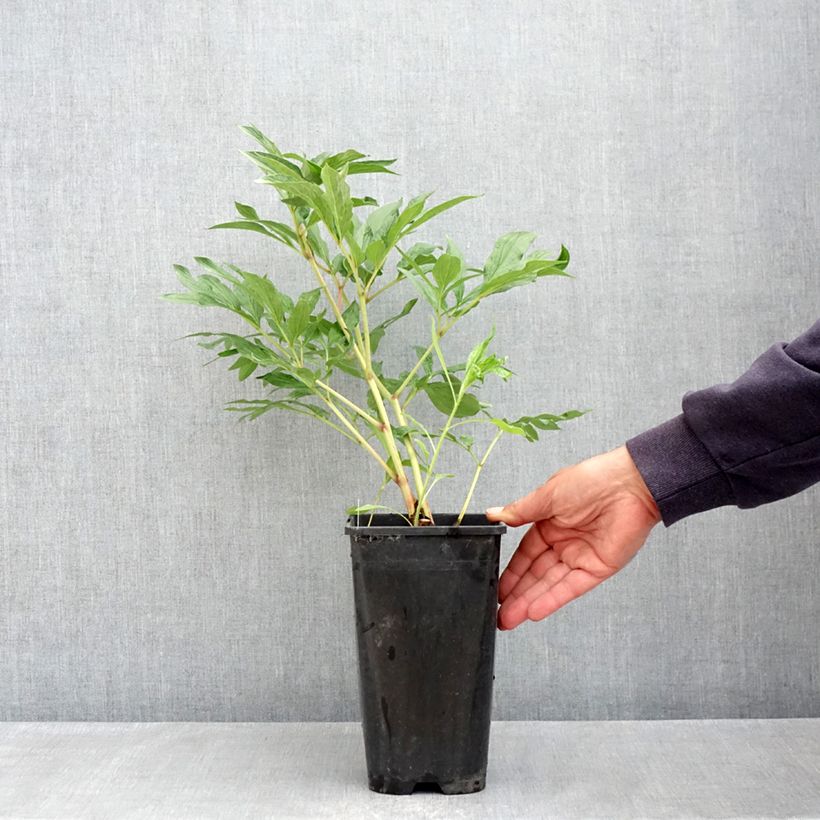 Exemplaar van Paeonia lactiflora Early Flamingo - Pioenroos Pot van 4 l/5 l zoals geleverd in de lente