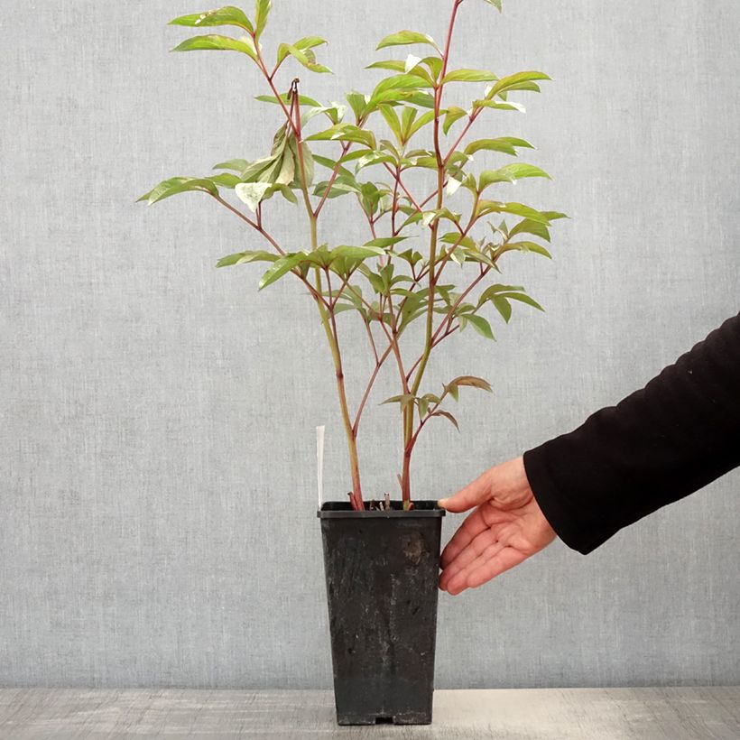 Exemplaar van Paeonia lactiflora Edulis Superba - Pioenroos Pot van 3 l/4 l zoals geleverd in de lente