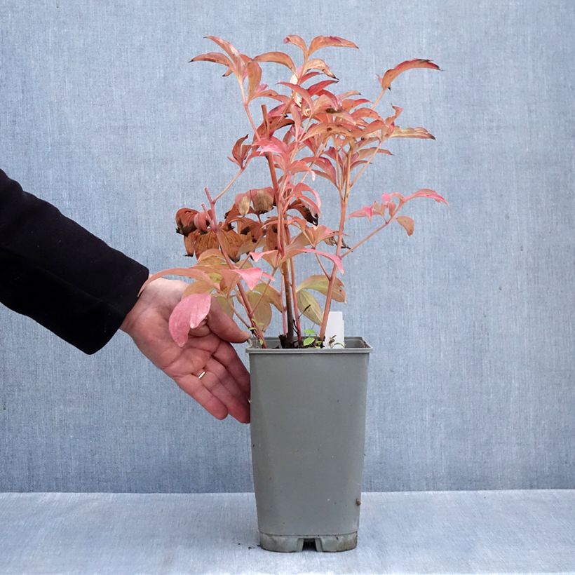 Exemplaar van Paeonia lactiflora Fantastic - Pioenroos Pot van 3 l/4 l zoals geleverd in de herfst