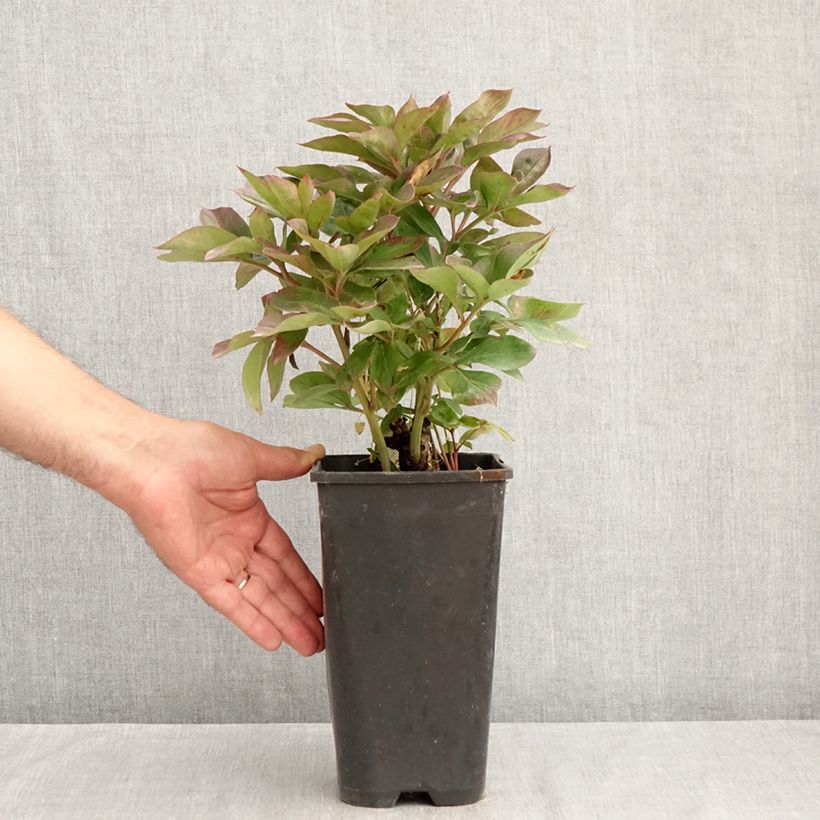 Exemplaar van Paeonia lactiflora Félix Crousse - Pioenroos Pot van 3 l/4 l zoals geleverd in de zomer