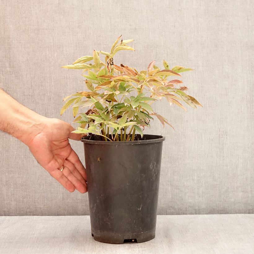 Exemplaar van Paeonia lactiflora Fleur de Pêcher - Pioenroos Pot van 3 l/4 l zoals geleverd in de zomer