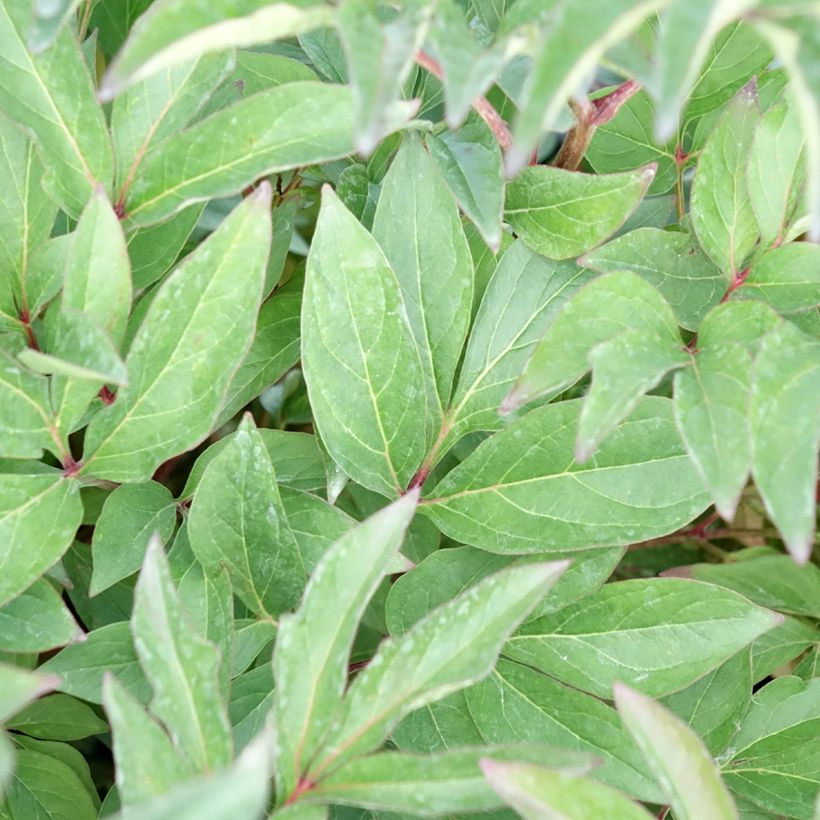 Paeonia lactiflora Françoise Ortegat - Pioenroos (Blad)