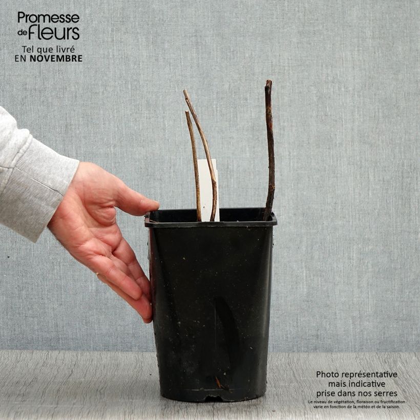 Exemplaar van Pivoine lactiflora Françoise Ortegat Pot de 3L/4L zoals geleverd in de herfst