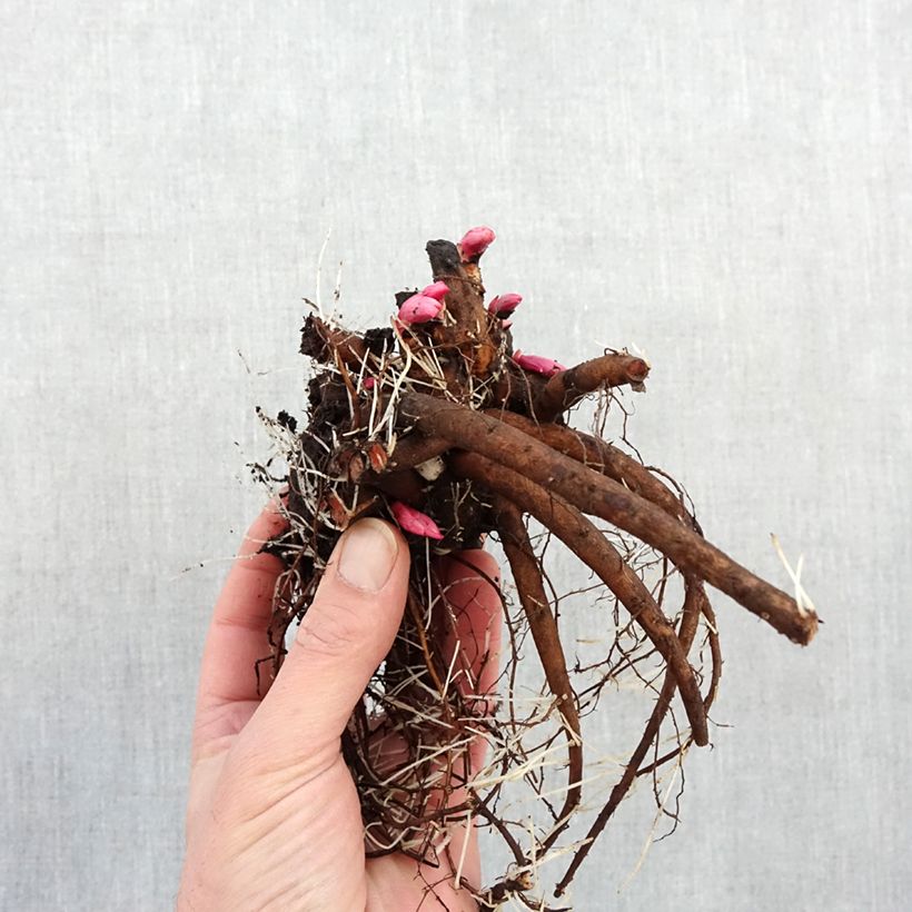 Exemplaar van Paeonia lactiflora Françoise Ortegat - Pioenroos Stam 3/5 ogen zoals geleverd in de winter