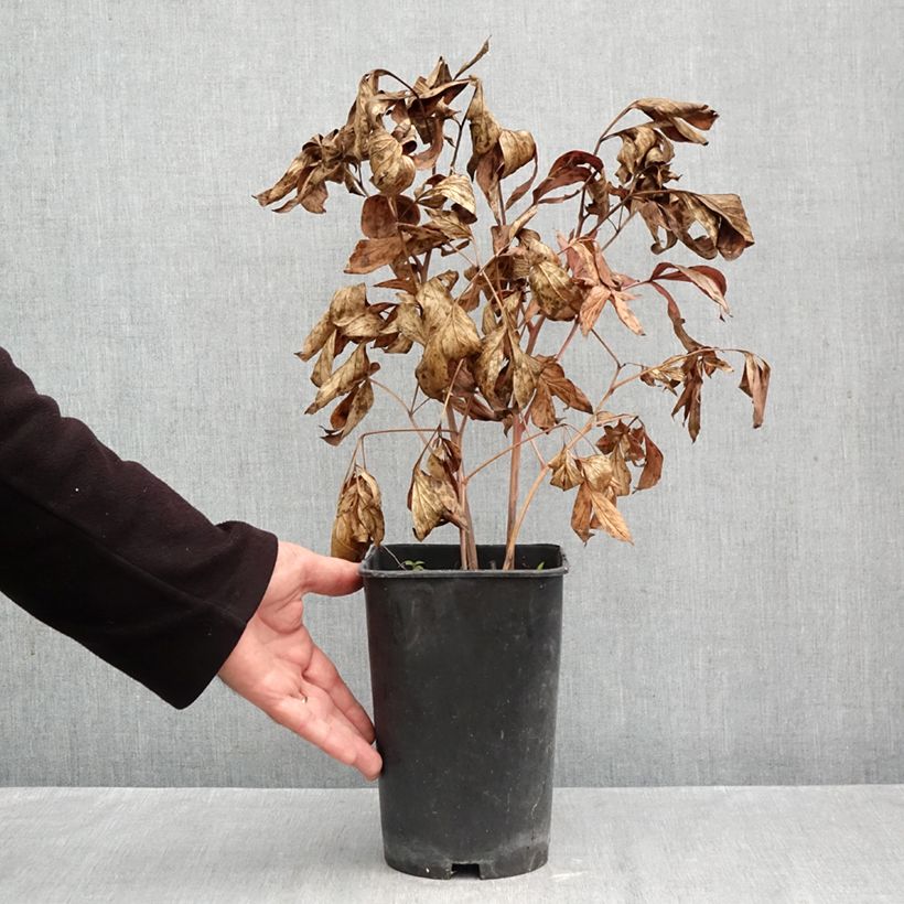 Exemplaar van Paeonia lactiflora Fringed Ivory - Pioenroos Pot van 4 l/5 l zoals geleverd in de herfst