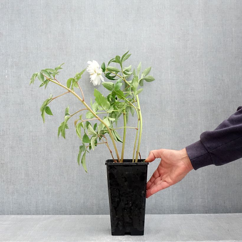 Exemplaar van Paeonia lactiflora Fringed Ivory - Pioenroos Pot van 4 l/5 l zoals geleverd in de lente