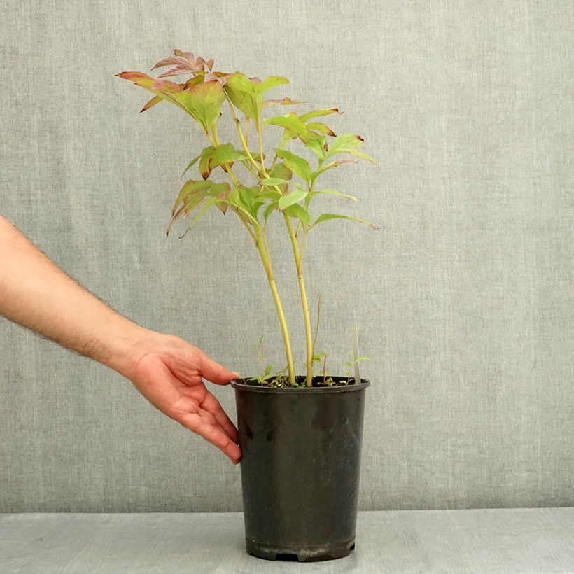Exemplaar van Paeonia lactiflora Gay Paree - Pioenroos Pot van 3 l/4 l zoals geleverd in de zomer