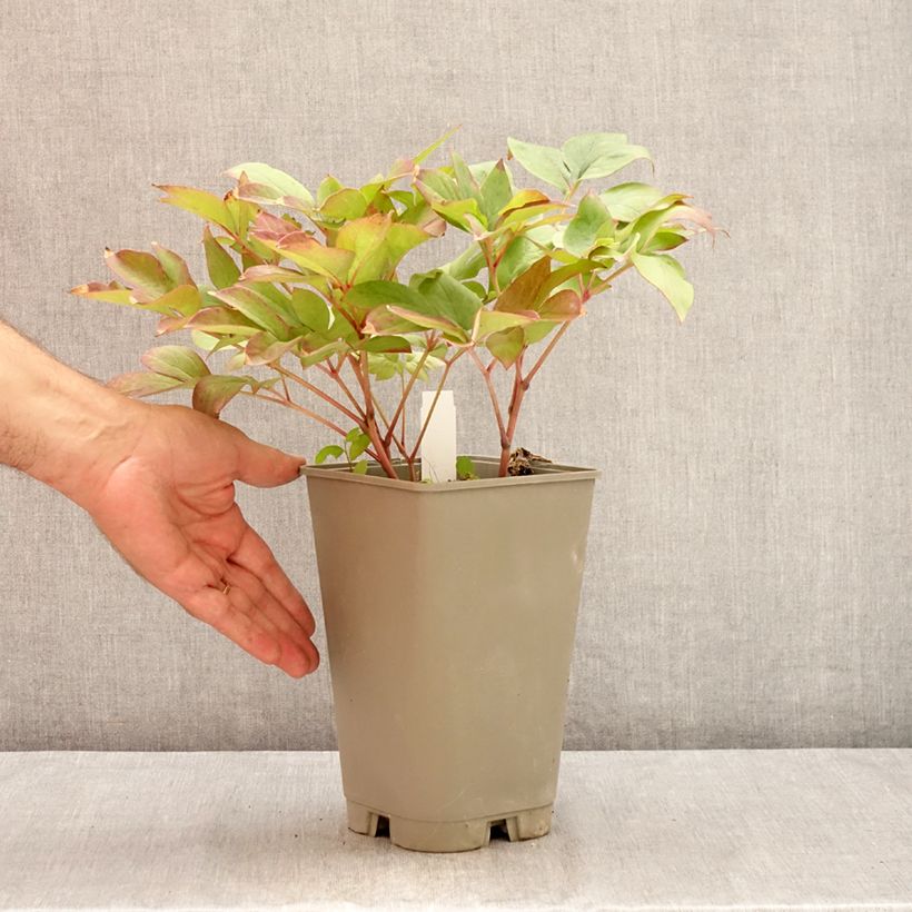 Exemplaar van Paeonia lactiflora Green Halo - Pioenroos Pot van 3 l/4 l zoals geleverd in de zomer