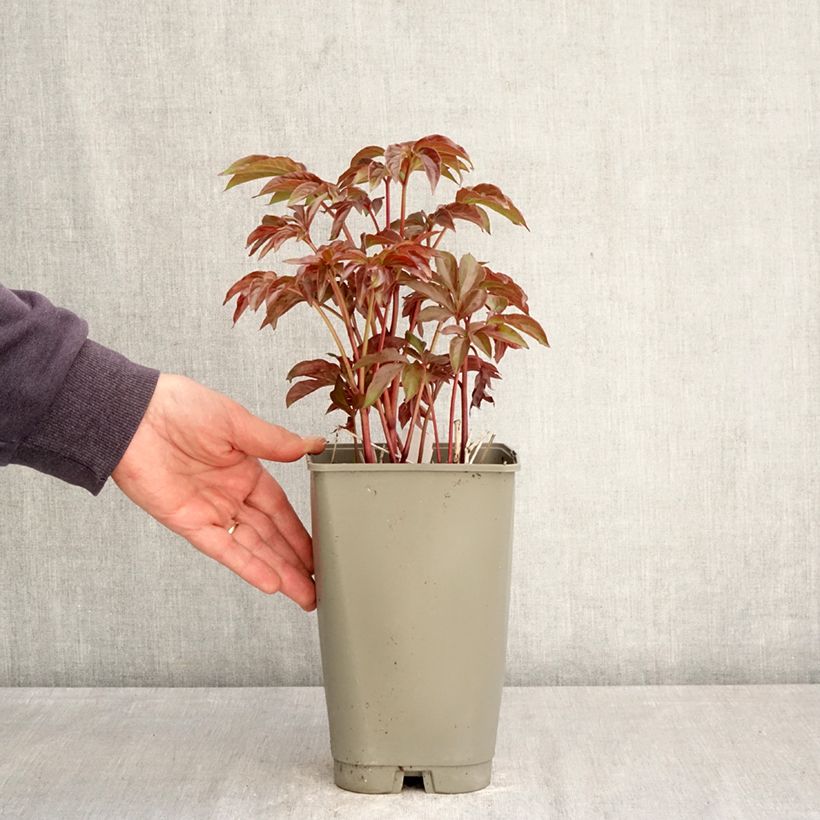 Exemplaar van Paeonia lactiflora Green Halo - Pioenroos Pot van 3 l/4 l zoals geleverd in de lente